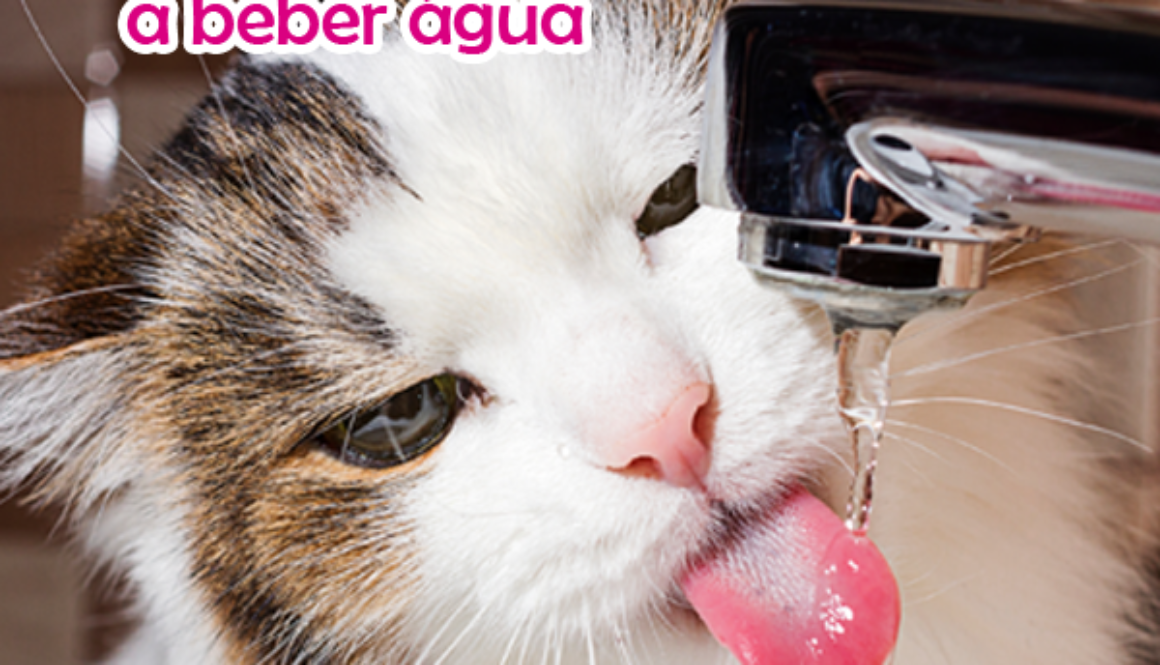 imagem-gato-bebendo-agua